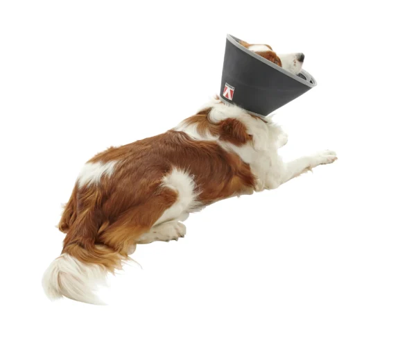 COLLAR ISABELINO FOAM BUSTER 7,5CM 5UDS KRUUSE