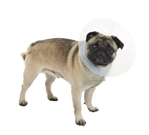 COLLAR ISABELINO BRAQUICEFALICO M 10UDS KRUUSE